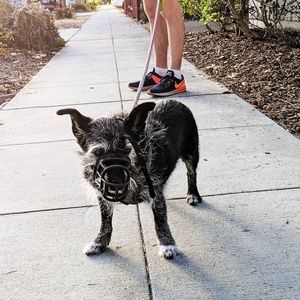 Meet your Posher, Phoebe